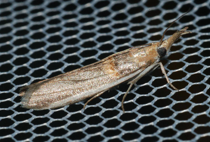 Pyralidae 12